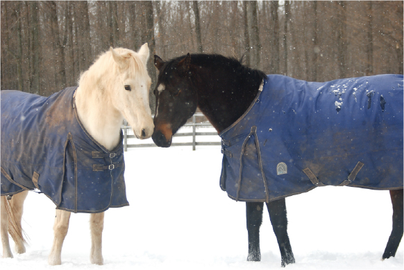Two Horse in the Snow