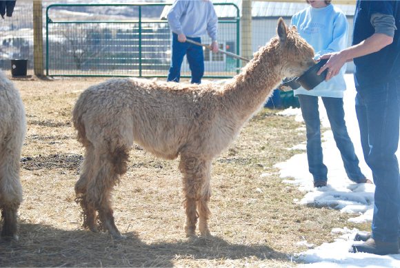 Alpacas