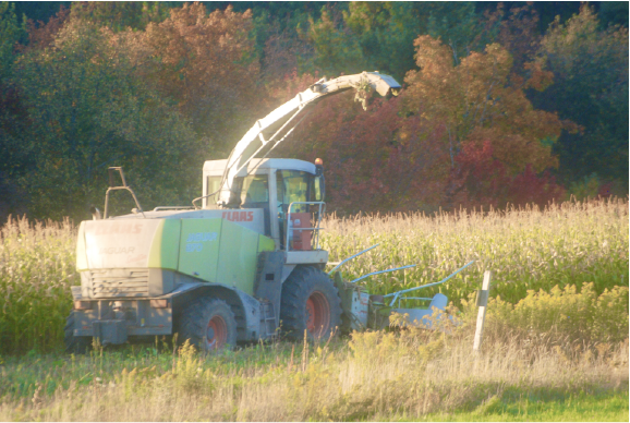 Harvesting Corn