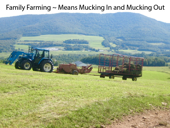 Family Farming ~ Means Mucking In and Mucking Out. Farming Equipment Being Used To Make Hay
