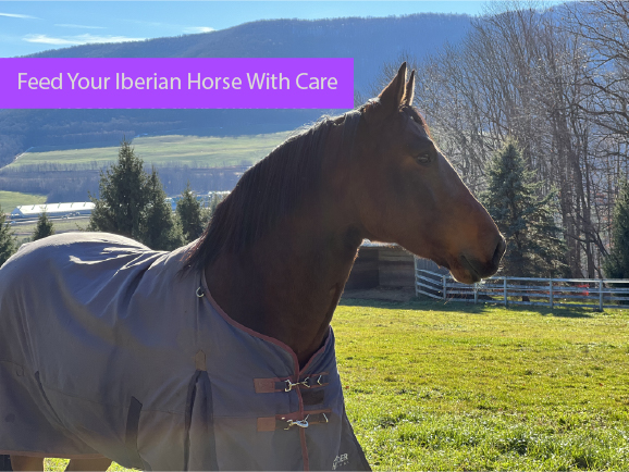 Feed Your Iberian Horse With Care Feed Your Iberian Horse With Care