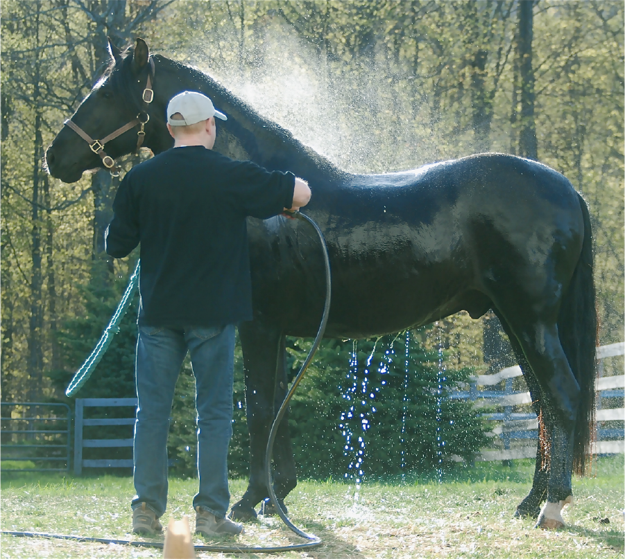 How To Attain True Connection With Your Dressage Horse 