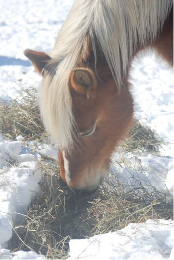 Haymaking and Hay Buying For Horses