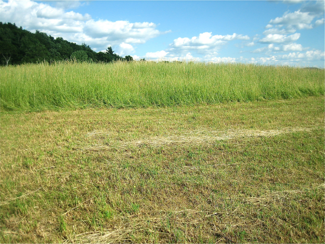 Haymaking and Hay Buying For Horses Hayfield