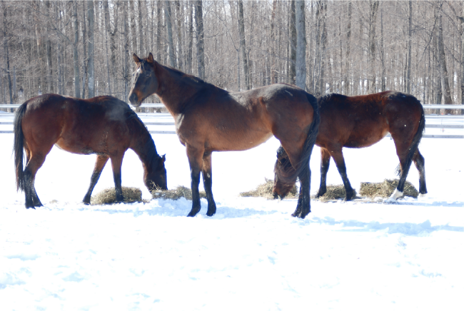 Haymaking and Hay Buying For Horses Winter Turn Out