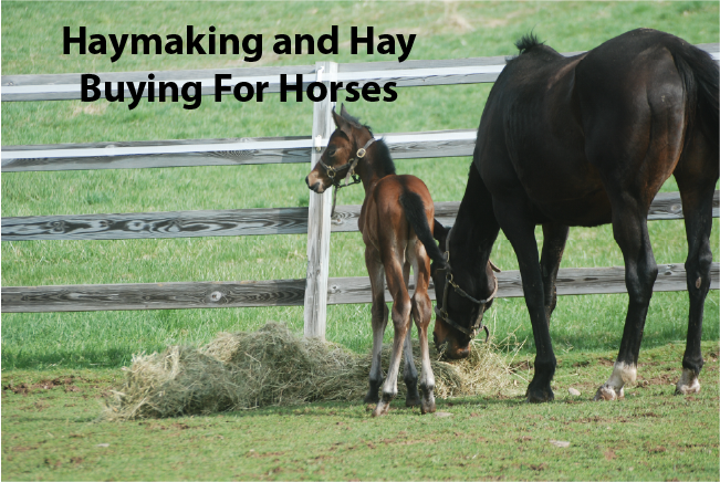 Haymaking and Hay Buying For Horses Haymaking and Hay Buying For Horses