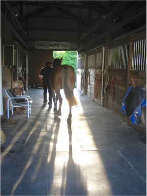 Horse Being Led In Center Aisle Barn