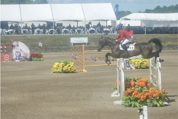 Hot Topics -
Should You Stop Feeding Grain To Your Horse?
And What Is Causing Those Ulcers and Leaky Gut Syndrome? Performance Horses