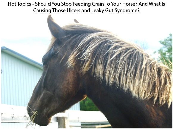 Hot Topics -
Should You Stop Feeding Grain To Your Horse?
And What Is Causing Those Ulcers and Leaky Gut Syndrome? Hot Topics -
Should You Stop Feeding Grain To Your Horse?
And What Is Causing Those Ulcers and Leaky Gut Syndrome?