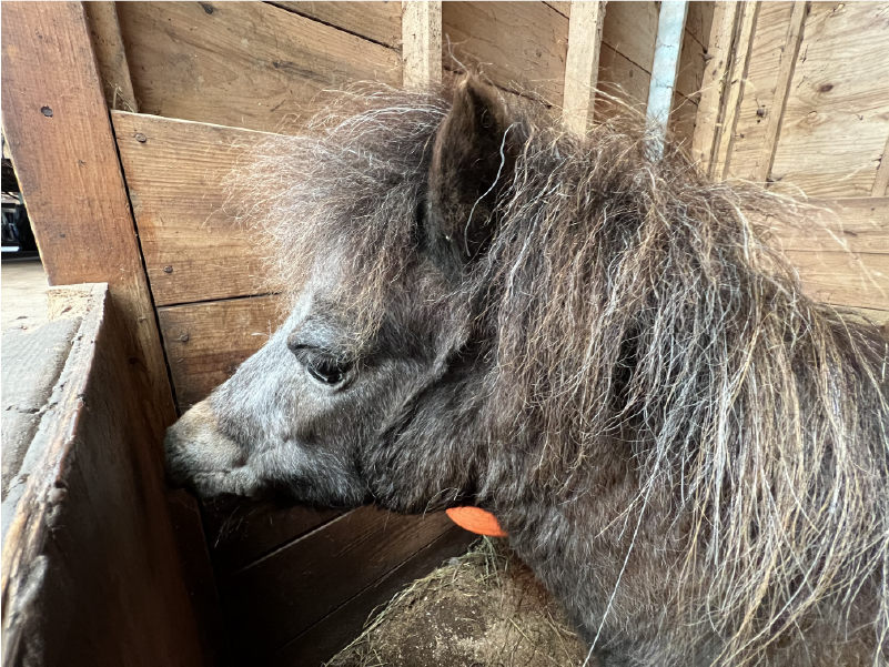 How To Find The Energy To Stick With Horses As You Age Up Miniature Horse