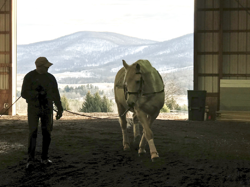 How To Find The Energy To Stick With Horses As You Age Up Longing