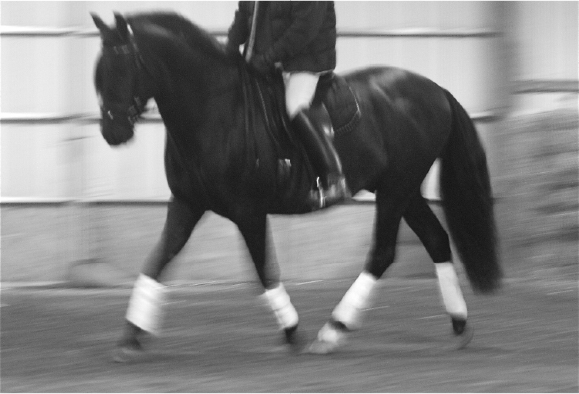 How to Master the Sitting Trot -
Excerpt from Nikki Alvin-Smith’s Forthcoming Book
Road Map to Grand Prix Dressage