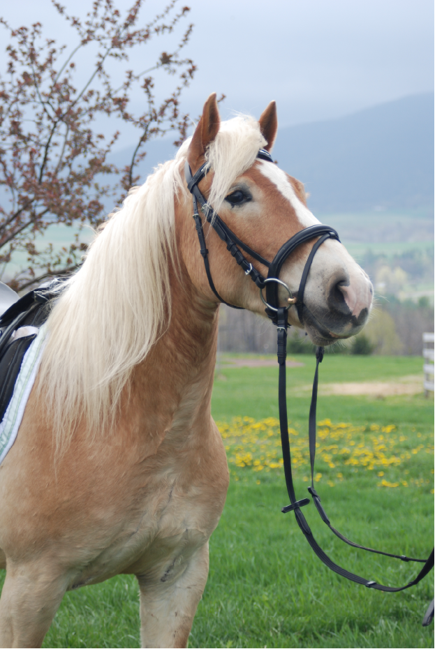 The Ethics of Horse Rescue The Ethics of Horse Rescue