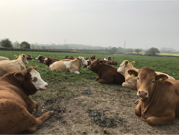Cows Resting