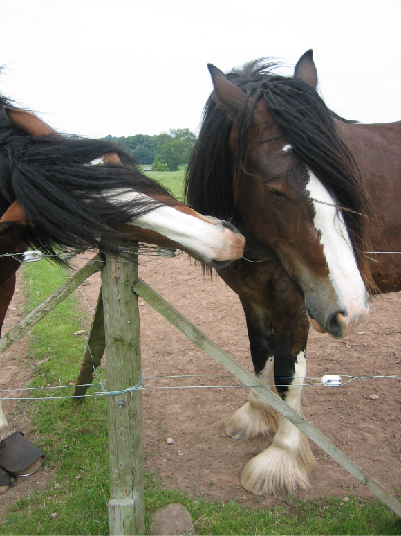 Shire Horses