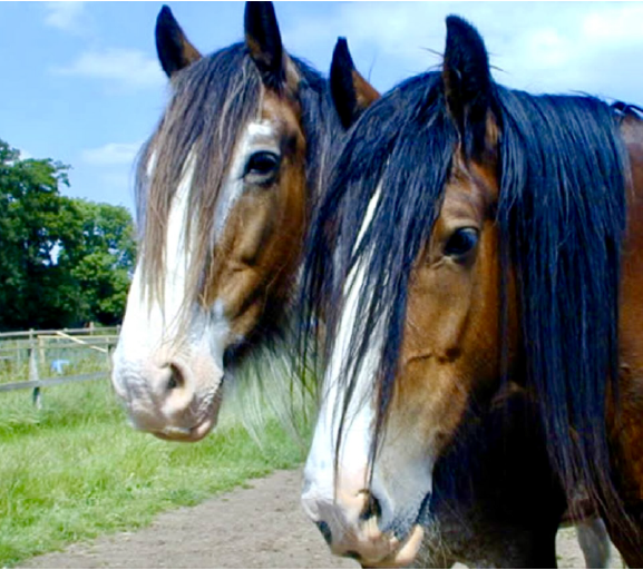 Two Shire Horses