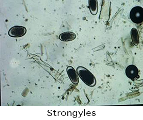 Strongyles