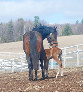 Debunking Myths About Equine Fecal Egg Count Efficacy in Horse Worm Control Programs By Nikki Alvin-Smith 