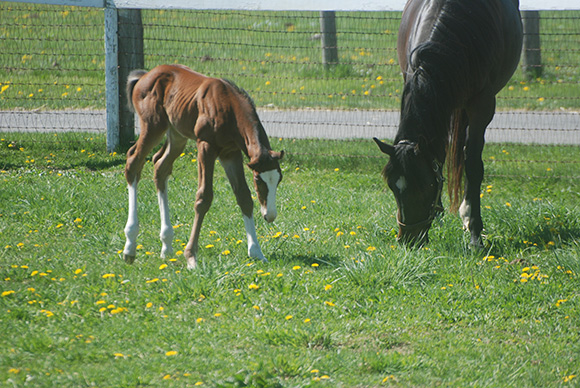 Parasites and Pasture Management
