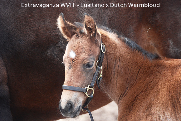 Lessons in Lightness