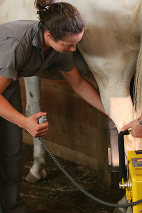 Treat Your Vet With Respect