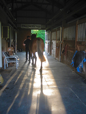 Effective Cost Management of Your Horse Barn