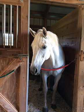 Effective Cost Management of Your Horse Barn