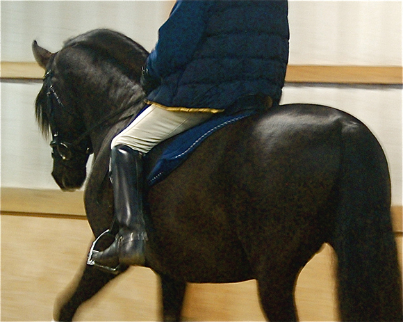 Lightness in Dressage 