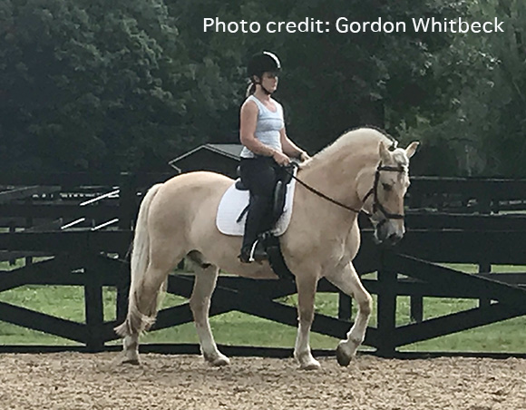 Dancing Dressage Fjords Take Root