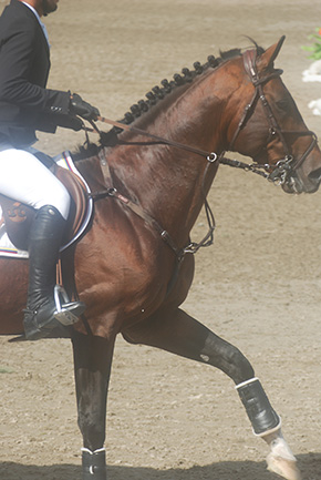 Everything You Do Matters With Horses