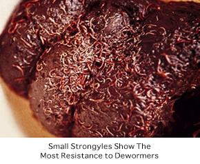 Dewormer Resistance Sparks FDA Request By Nikki Alvin-Smith