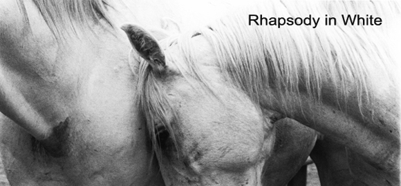 Rhapsody in White
