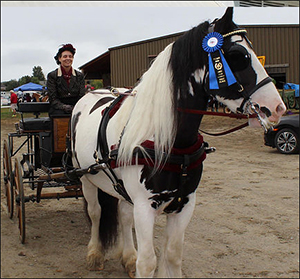 The Gypsy Vanner in North Eastern U.S.A.
By Nikki Alvin-Smith