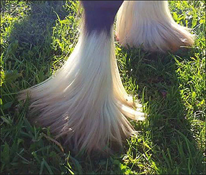 The Gypsy Vanner in North Eastern U.S.A.
By Nikki Alvin-Smith