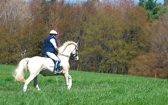 The Cantankerous Canter
By Nikki Alvin-Smith