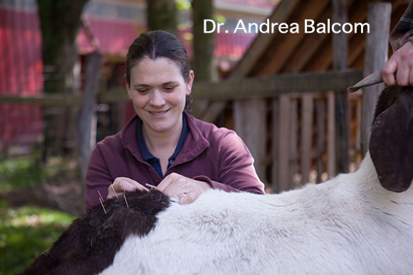 ump Into Spring with Leatherstocking Veterinary Services~ CH Staff