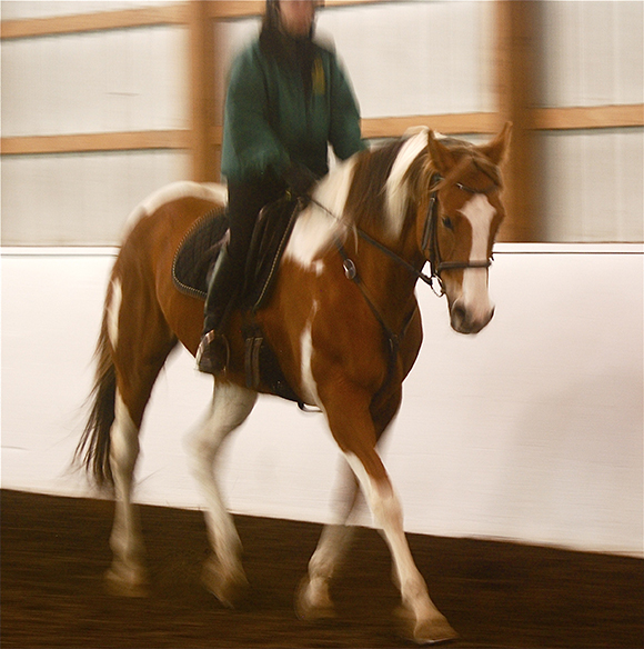 How to Successfully Sell Your Horse By Nikki Alvin-Smith