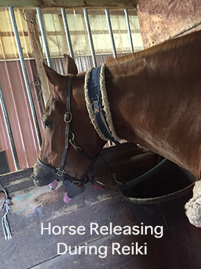 Modern Day Horse Whisperer By Nikki Alvin-Smith