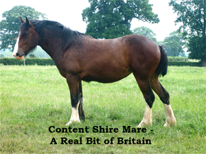 Content Shire Mare -
A Real Bit of Britain