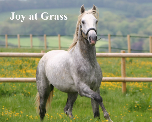 Joy at grass