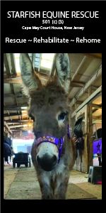Starfish Equine Rescue