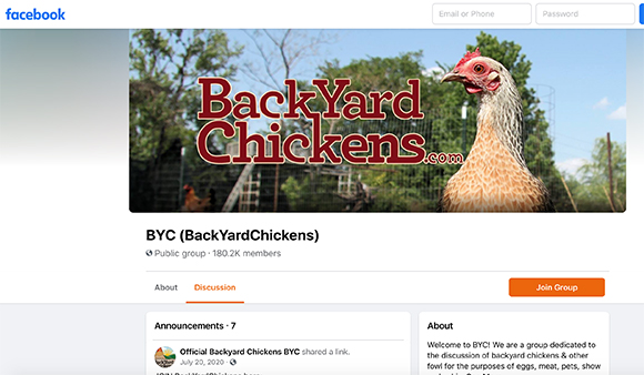 Is one chicken as good as another? Backyard Chickens