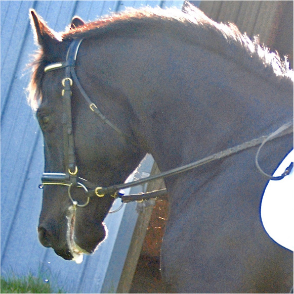 When to Start Your Homebred Horse Charlie