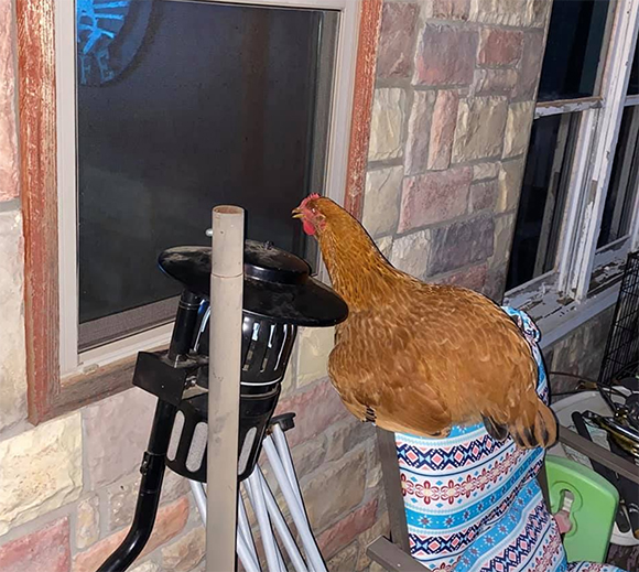 Is One Chicken As Good As Another? Our chicken likes to watch TV though the window