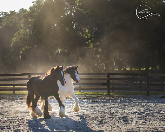 What’s In A Name? The Gypsy Vanner Revealed What’s In A Name? The Gypsy Vanner Revealed