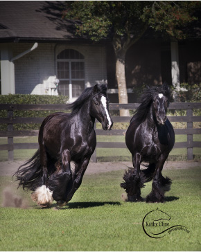 What’s In A Name? The Gypsy Vanner Revealed What’s In A Name? The Gypsy Vanner Revealed