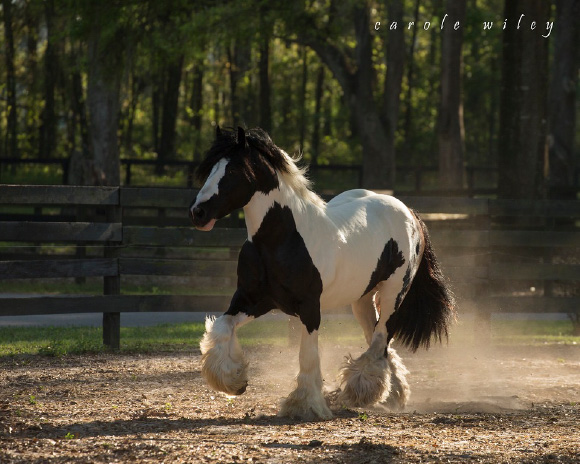 What’s In A Name? The Gypsy Vanner Revealed What’s In A Name? The Gypsy Vanner Revealed