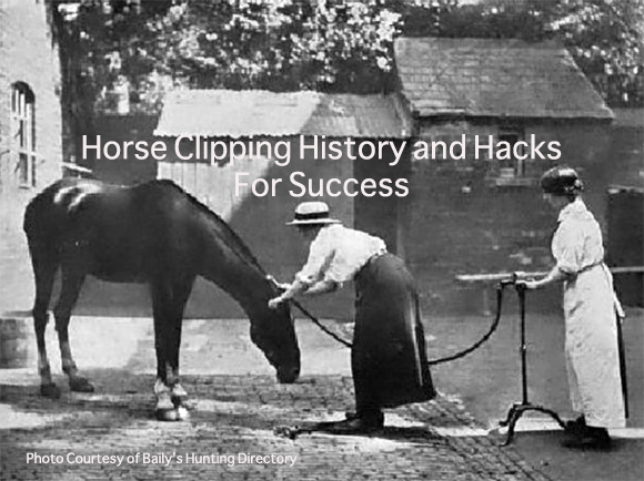 Horse Clipping History and Hacks For Success Horse Clipping History and Hacks For Success