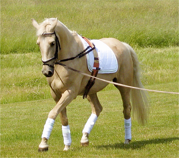 How To Master Longe Training Your Horse 