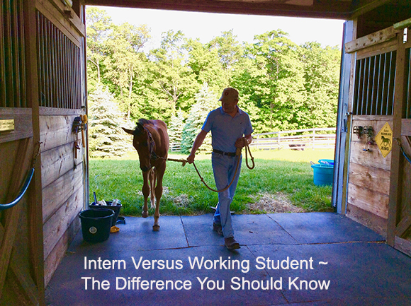 Intern Versus Working Student ~ The Difference You Should Know Intern Versus Working Student ~ The Difference You Should Know